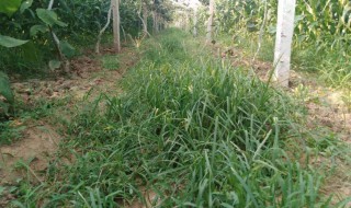 猕猴桃地杂草怎么处理 有什么除草的方法