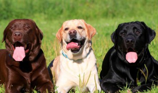 训练狗狗转圈的方法 如何训练狗转圈