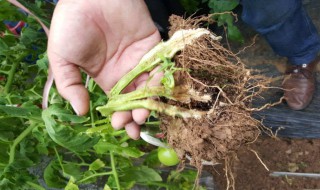 土壤病害的防治方法 分别都需要怎么做的