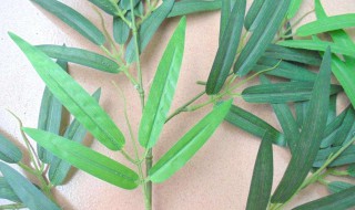 台湾竹叶发黄怎么处理 台湾竹叶发黄处理方法介绍