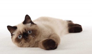 猫咪打架一般会怎么处理 猫咪打架怎么办