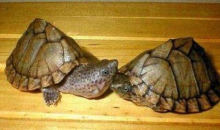 巴西龟龟壳裂开怎么处理 分别都有什么办法