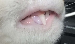 猫咪牙齿外露怎么处理 猫咪牙齿外露处理方法