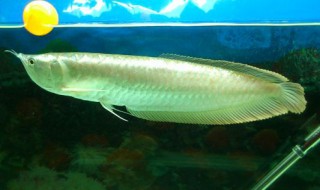 银龙身上有白点怎么处理 银龙身上有白点的处理方法