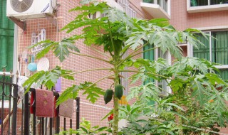 家庭种植木瓜的方法 方法如下