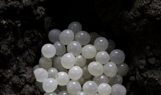 蜗牛蛋如何孵化 蜗牛蛋孵化的方法