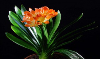 君子兰砍头方法 君子兰砍头方法简述