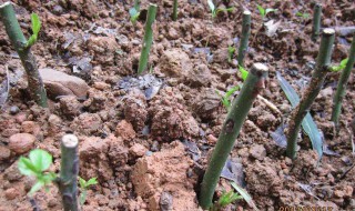 月季用柳枝生根方法 处理的技巧有什么