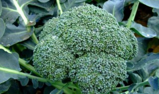 阳台西兰花种植方法 种植西兰花的方法