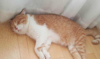 清理猫窝最好的方法 清理猫窝最好的方法介绍