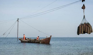 养贝壳的方法 如何养贝壳