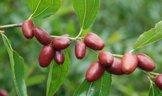 让枣快速变红的方法 这样的枣吃了会有什么影响