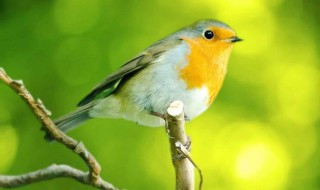 怎么做孵鸟蛋神器 分别有什么方法