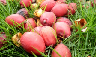 没有熟的椰枣怎么处理 椰枣和红枣哪个营养好