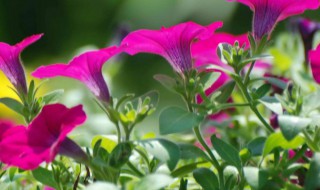 矮牵牛花长虫子怎么处理 矮牵牛花长虫子的处理方法