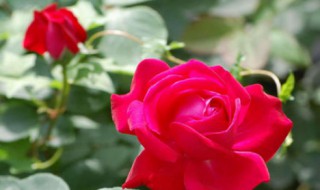 玫瑰花摘下来怎么处理 怎么保存玫瑰花