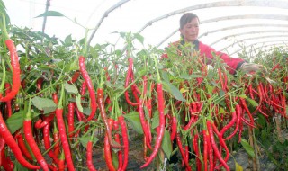 辣椒苗茎长弯了怎么处理 怎么预防辣椒苗的死亡