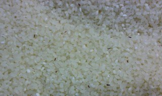 大米生的小黑虫怎么处理 大米生的小黑虫怎么办