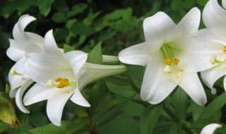 刚收到的百合花怎么处理 新买回家的百合花该怎么养