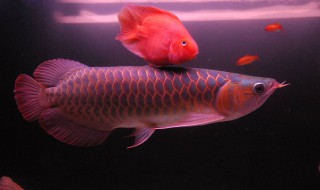 龙鱼老是撞缸怎么处理 如何处理龙鱼撞缸