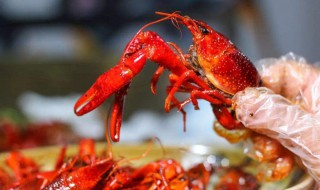 小龙虾的虾鳃怎么处理掉 小龙虾的虾鳃处理方法介绍