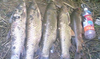 下夜钩钓草鱼的方法 晚上钓草鱼该如何钓