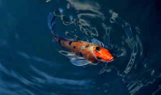 锦鲤繁殖的最佳方法 锦鲤繁殖的最佳方法简述