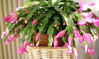阳台养蟹爪兰的方法 阳台如何养蟹爪兰需要注意什么