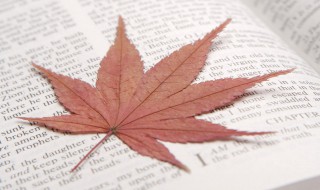 心若向阳的励志的句子 心若向阳的励志的句子有什么