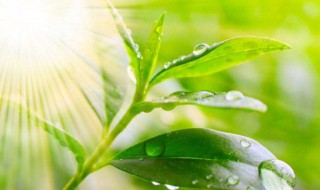 早安的说说 早安的说说有哪些