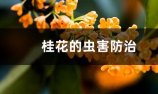 桂花树的病虫害防治 桂花树的病虫害防治方法