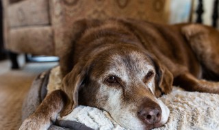 狗过世怎么处理 主人可以这样处理狗狗的遗体