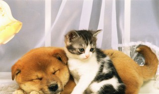 猫可以吃什么人的食物 猫能吃什么人吃的东西