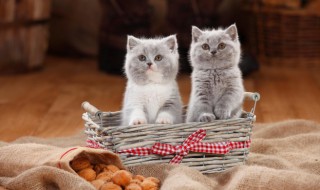 幼猫吃什么 小猫一般吃什么食物