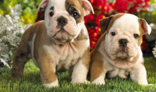 狗狗生产后吃什么好 需要注意什么