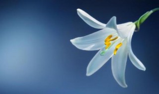 吃一堑长一智人生感悟 吃一堑长一智人生的感悟有哪些