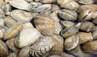 花蛤蜊的做法 花蛤蜊的做法简述