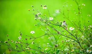 描写春草的诗句有哪些 描写春草的诗句列述