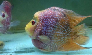 什么鱼好看又好养 分别都有什么特点