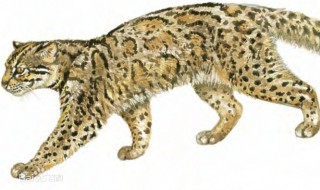 云猫是什么动物 云猫属于石纹猫