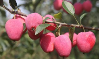 鸡心果简介 关于鸡心果的介绍