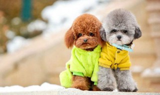 泰迪犬介绍 泰迪犬毛发护理