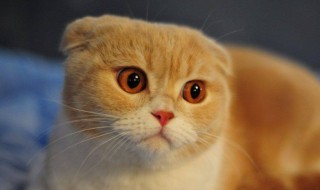 十大最受欢迎的宠物猫种类排行 十大最受欢迎的宠物猫介绍