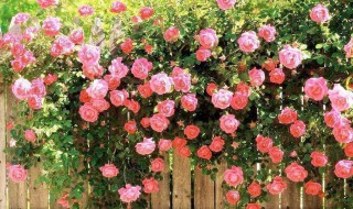 蔷薇花的养殖方法 蔷薇花怎么养殖