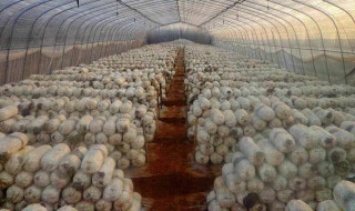 食用菌的栽培方法 食用菌的栽培方法是什么