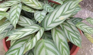 飞羽竹芋的养殖方法 需要注意这些内容