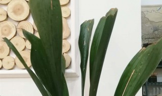 一叶兰的养殖方法和注意事项 大家可以了解一下