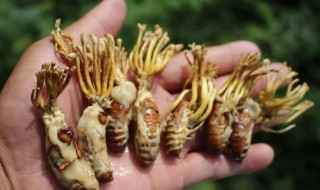 蝉花的食用方法 金蝉花的食用方法