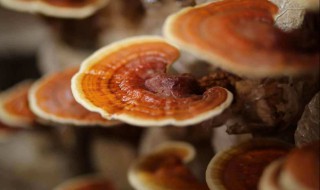 灵芝粉食用方法 灵芝粉有哪些吃法