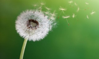 传播种子的方法有哪些 种子一般怎么传播